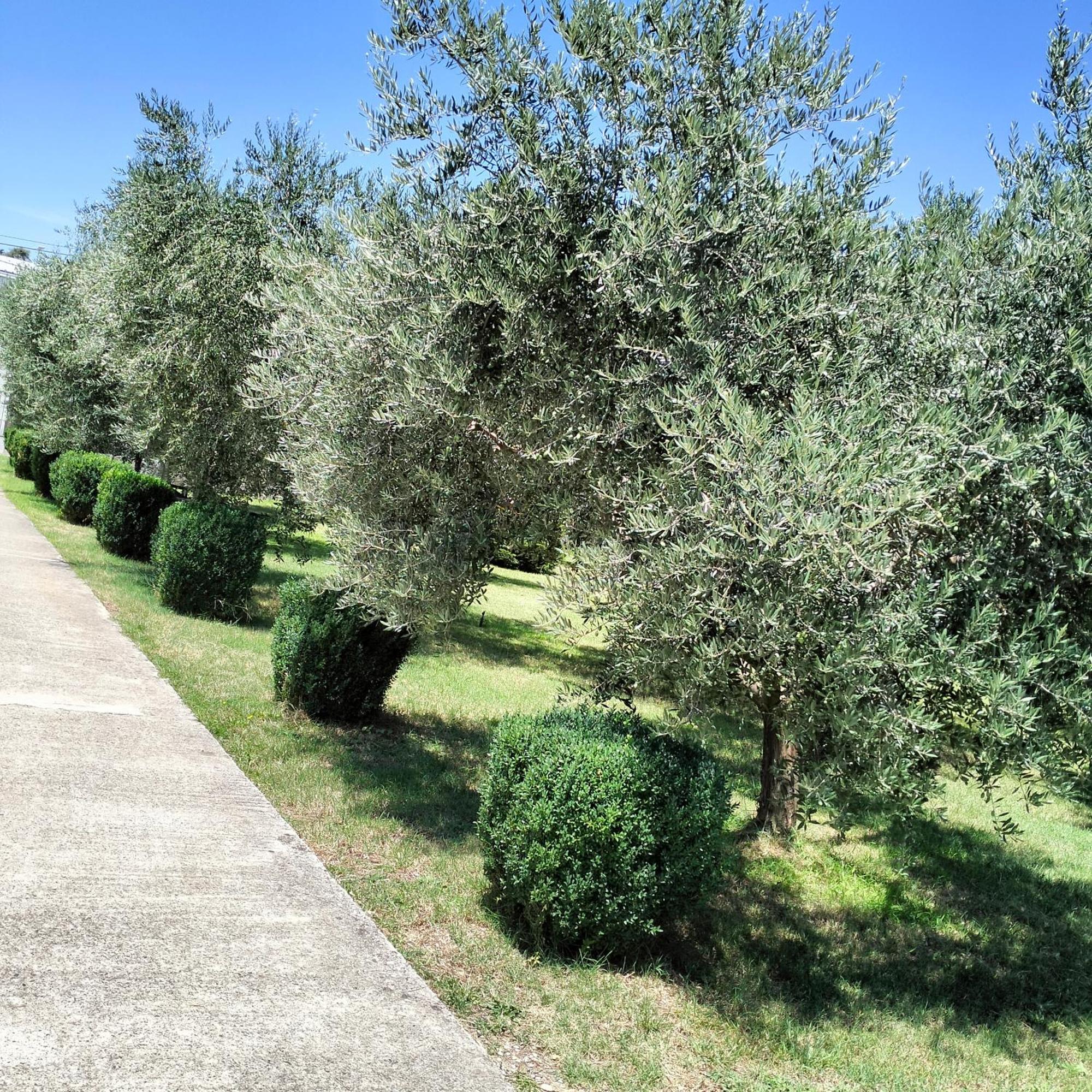 Olive Apartment Подгорица Экстерьер фото